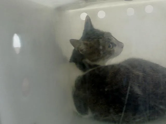 A young medium-sized male Domestic Medium Hair cat named Valor for adoption in Dallas, TX