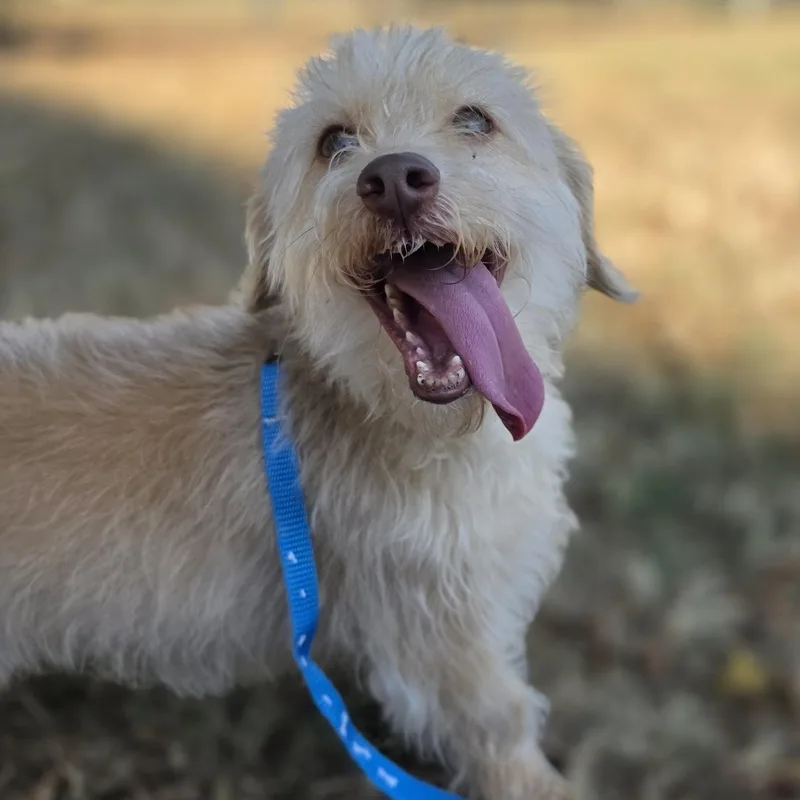 An adult small-sized male White / Cream Dachshund dog named Glenn for adoption in Lowell, AR