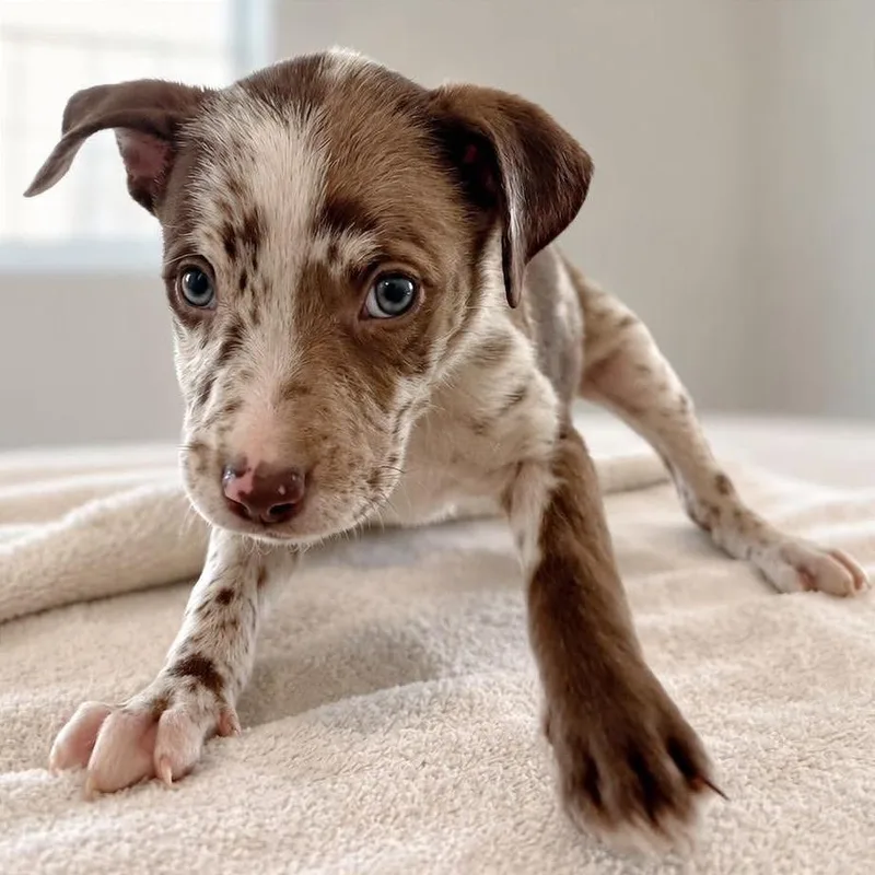 A baby small-sized male Brown / Chocolate Australian Shepherd dog named Professor X for adoption in Tampa, FL