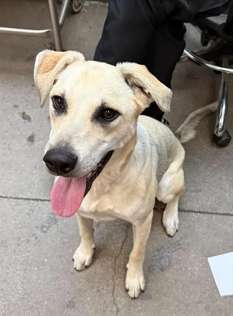 A young medium-sized male Labrador Retriever dog named Kash for adoption in Tucson, AZ
