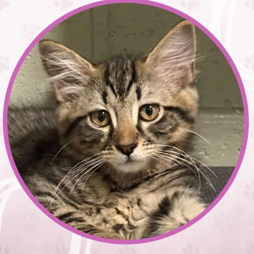 A baby small-sized male Tabby (Brown / Chocolate) Domestic Medium Hair cat named Birria for adoption in Toms River, NJ