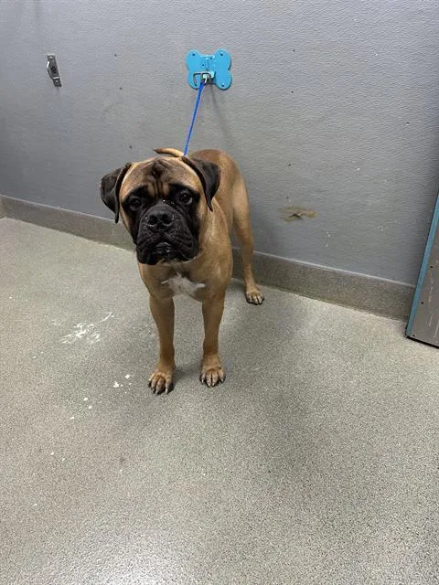 A young extra large-sized male Mastiff dog named Zues for adoption in Las Vegas, NV