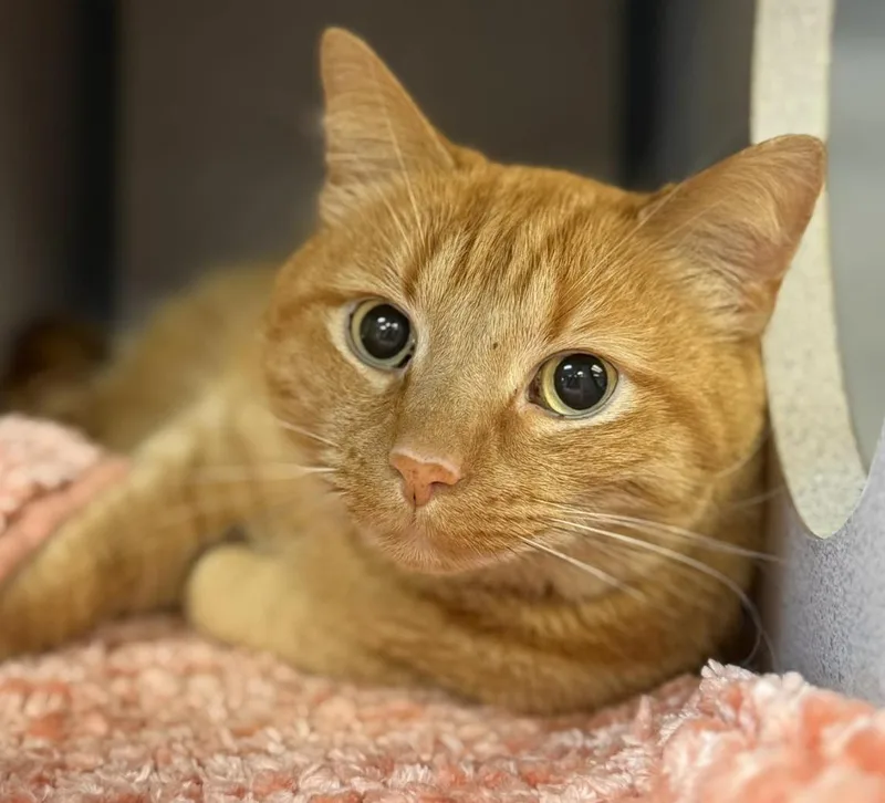 Frito Is Fantastic  thumbnail 3