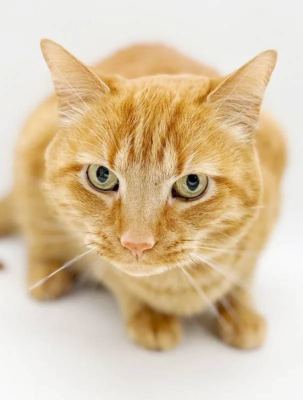 Frito Is Fantastic  thumbnail 4