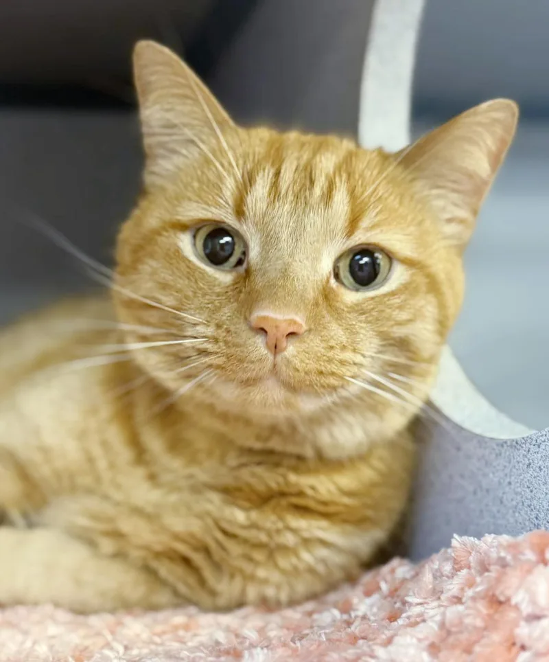 A senior medium-sized male Tabby (Orange / Red) Tabby cat named Frito Is Fantastic  for adoption in Bedford Hills, NY