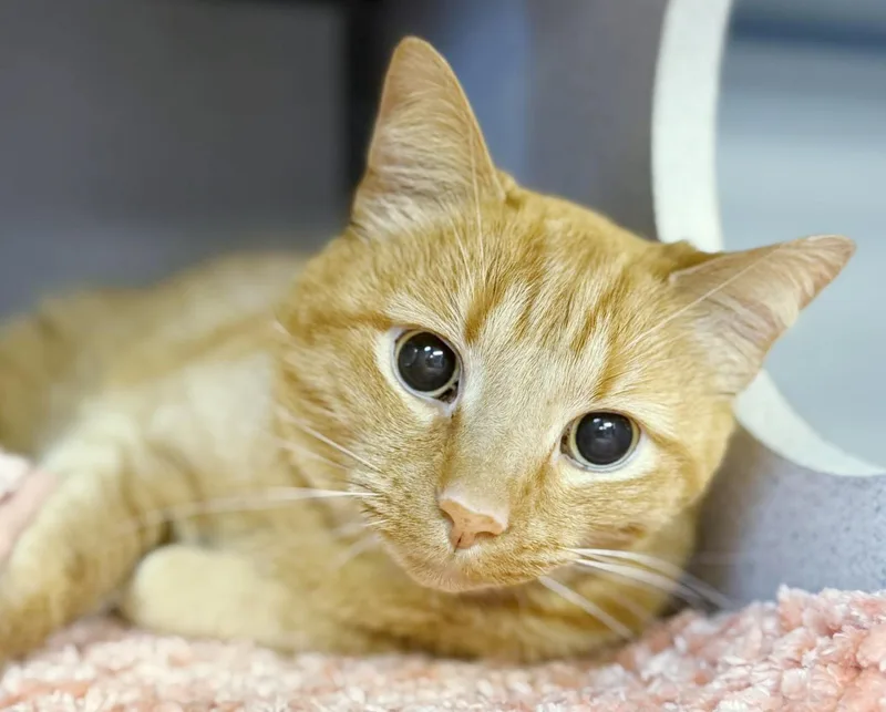 Frito Is Fantastic  thumbnail 5