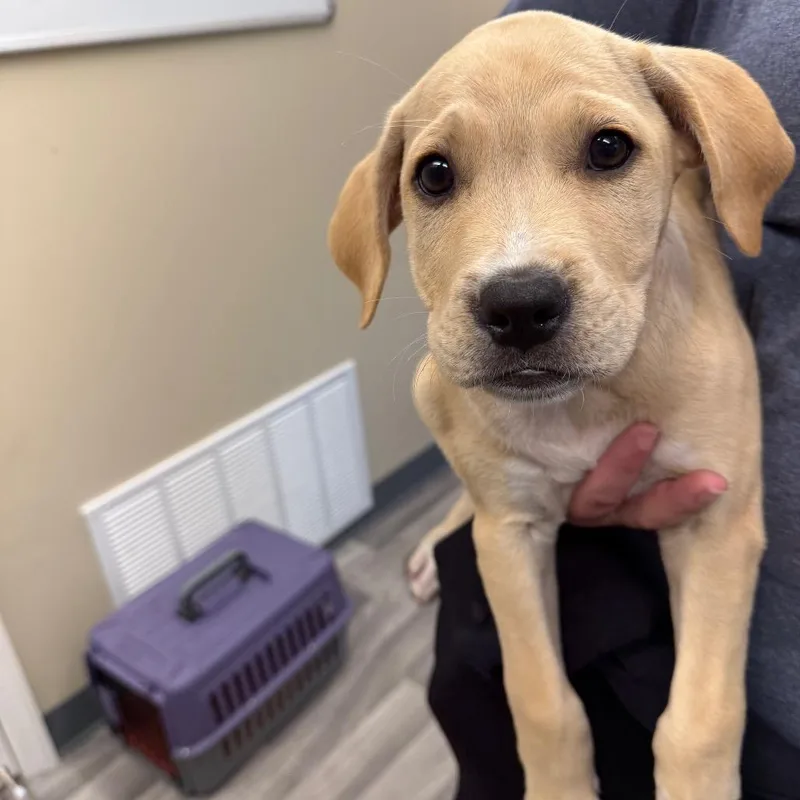 A baby medium-sized male Golden Labrador Retriever dog named Scorpion for adoption in Lake Panasoffkee, FL
