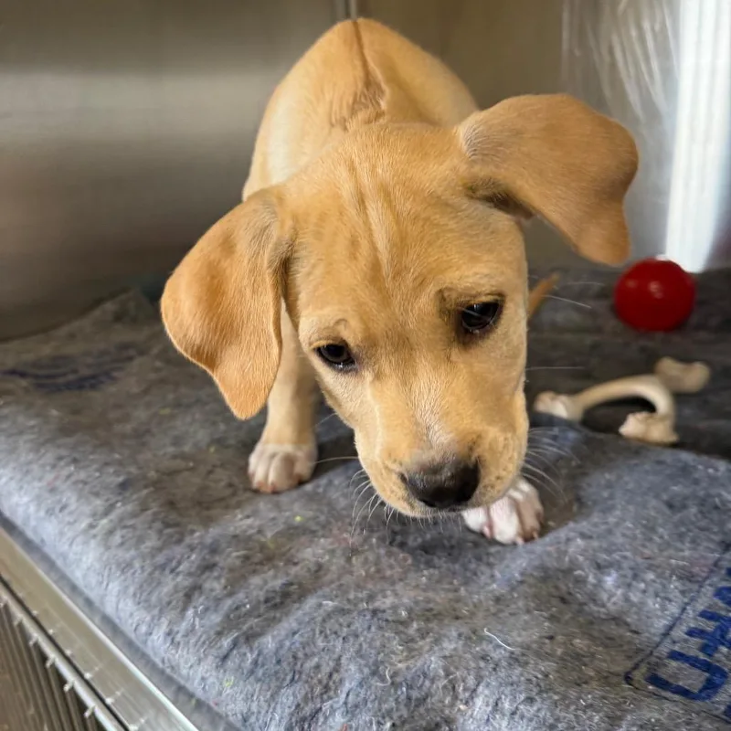 Scorpion thumbnail 2