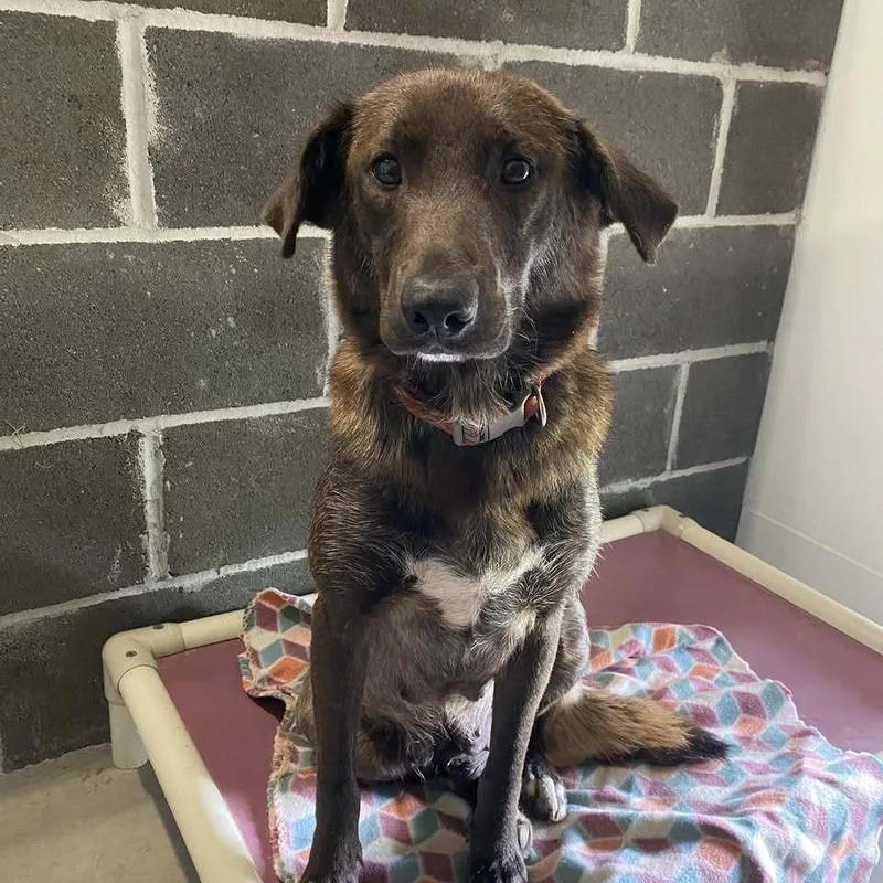 An adult medium-sized female Brown / Chocolate Labrador Retriever dog named Maple for adoption in Columbia, MO