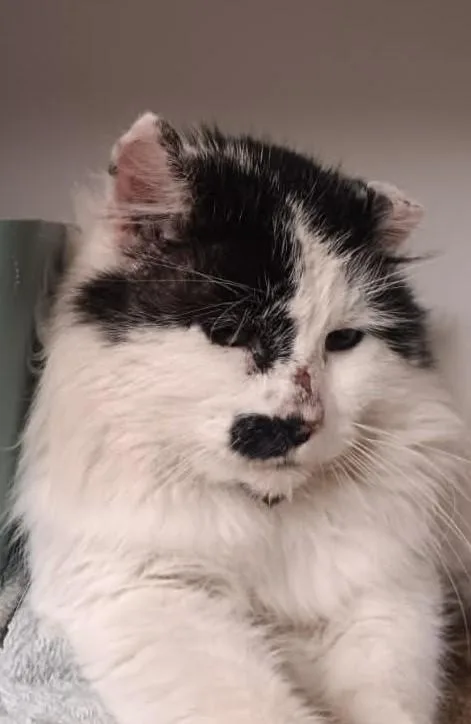 An adult large-sized male Black Domestic Long Hair cat named Oreo for adoption in Robinson, IL