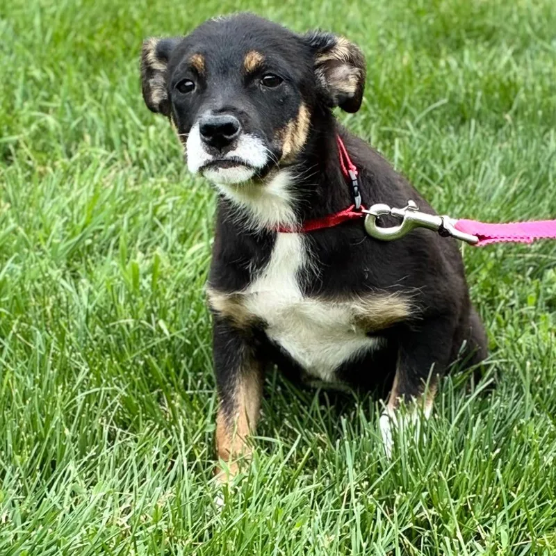 A baby medium-sized female Black Labrador Retriever dog named Giggles for adoption in South Elgin, IL