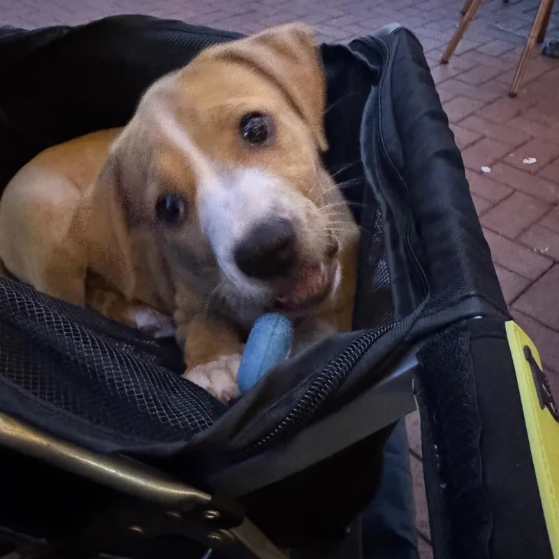 A baby small-sized female Yellow / Tan / Blond / Fawn Mixed Breed dog named Shamrock for adoption in Seminole, FL