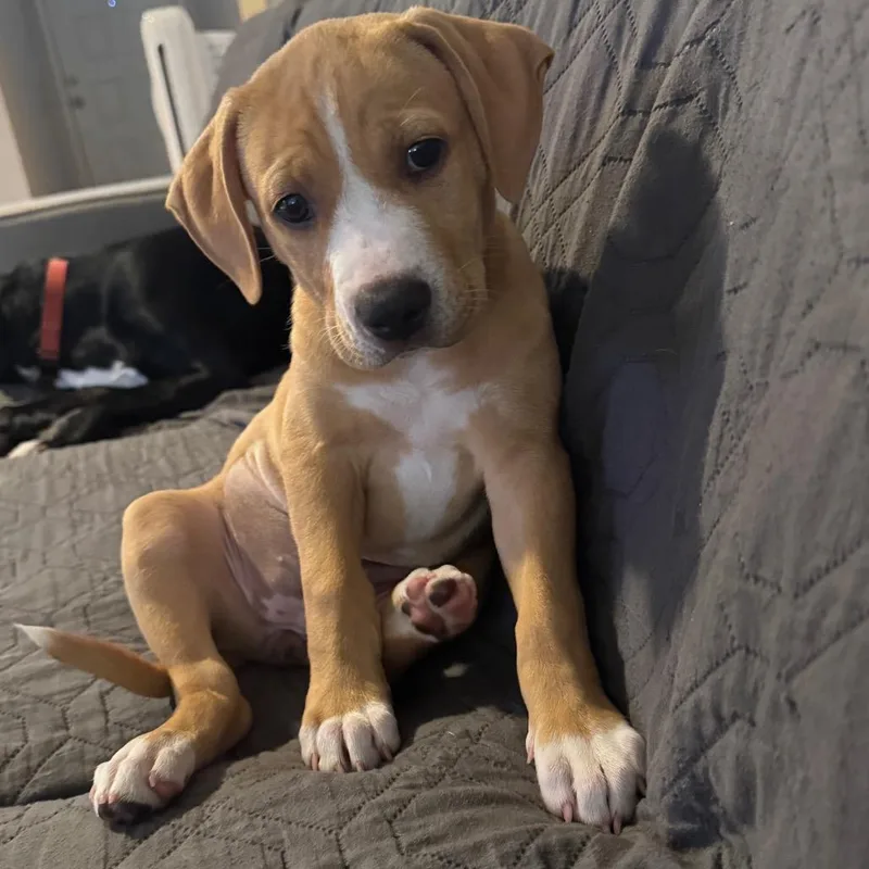 Shamrock thumbnail 2