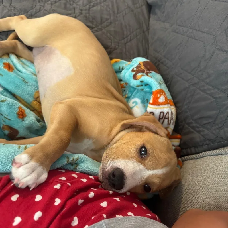 Shamrock thumbnail 3