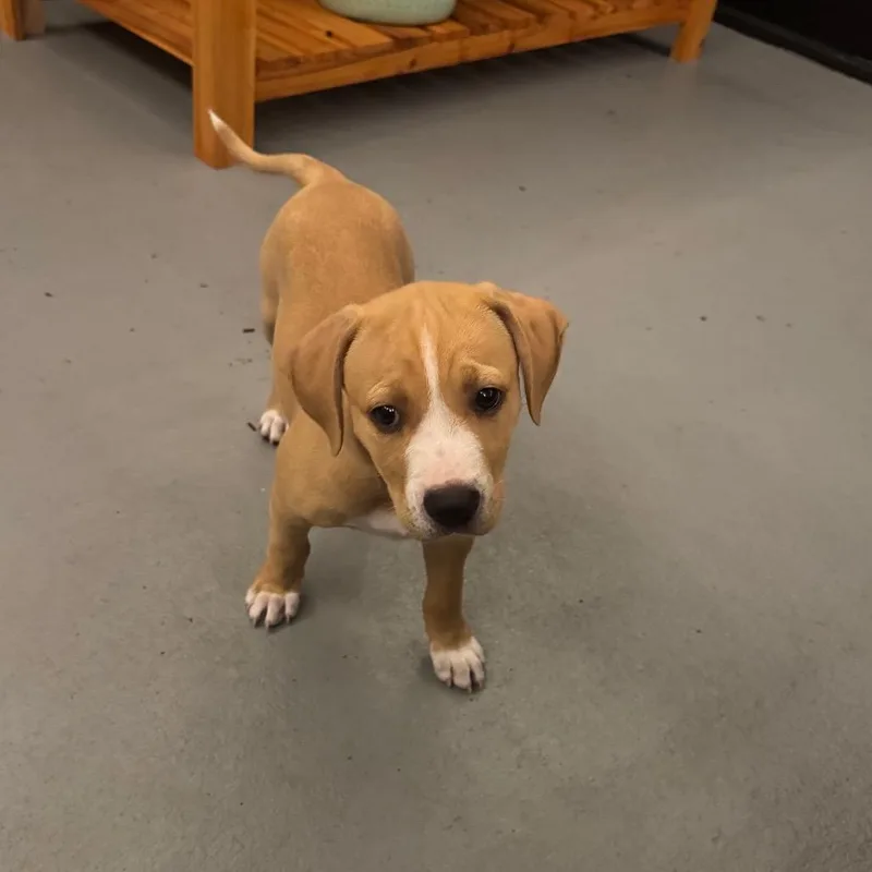 Shamrock thumbnail 4