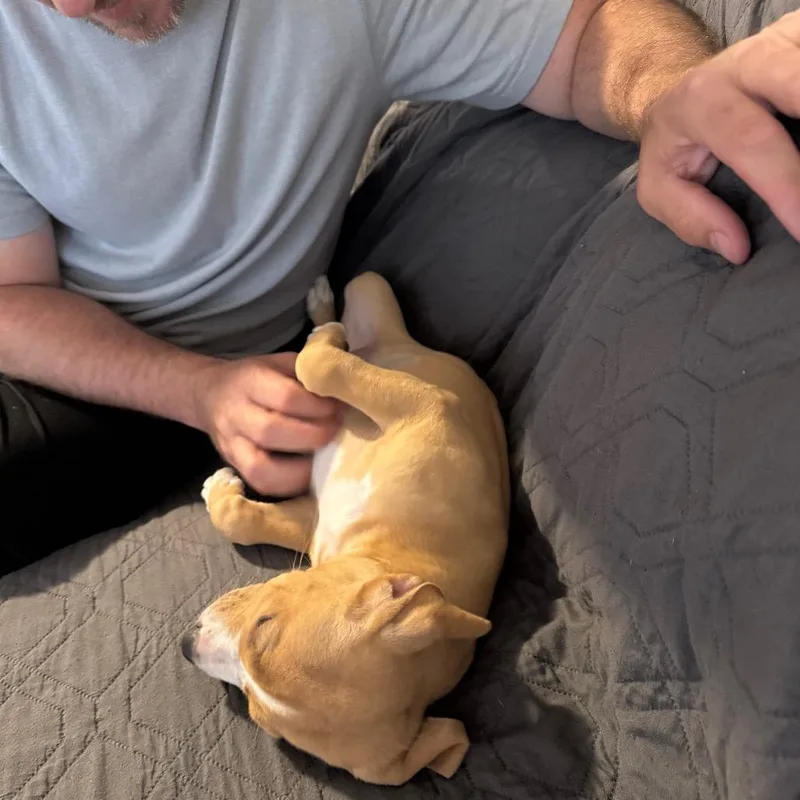 Shamrock thumbnail 5