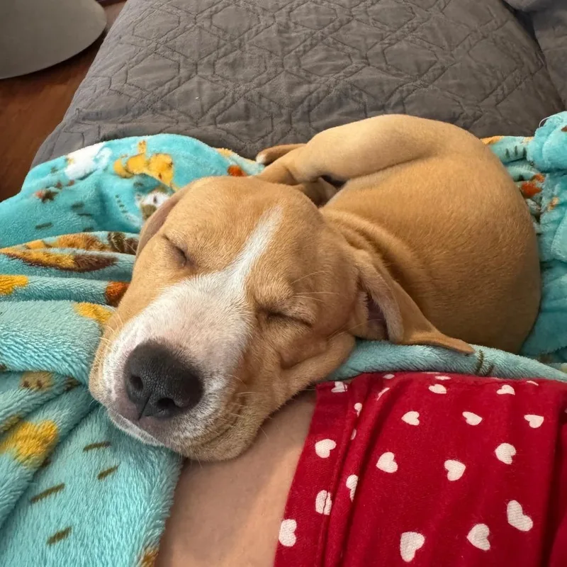 Shamrock thumbnail 6