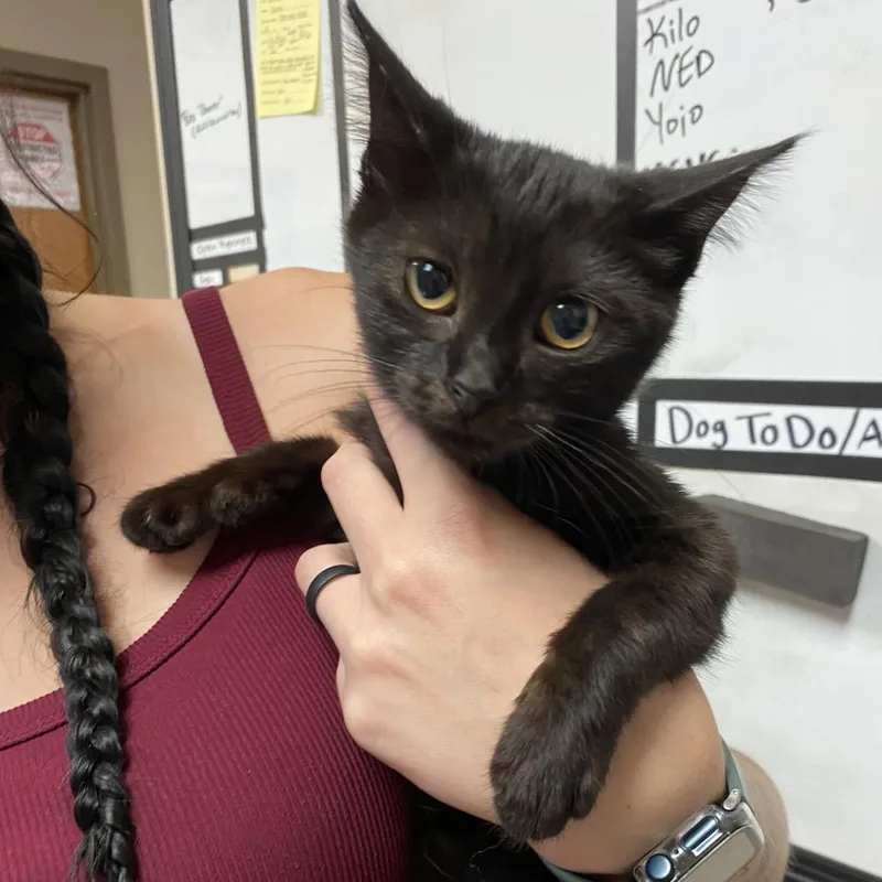 A baby small-sized female Black Domestic Short Hair cat named Martie for adoption in Norfolk, NE