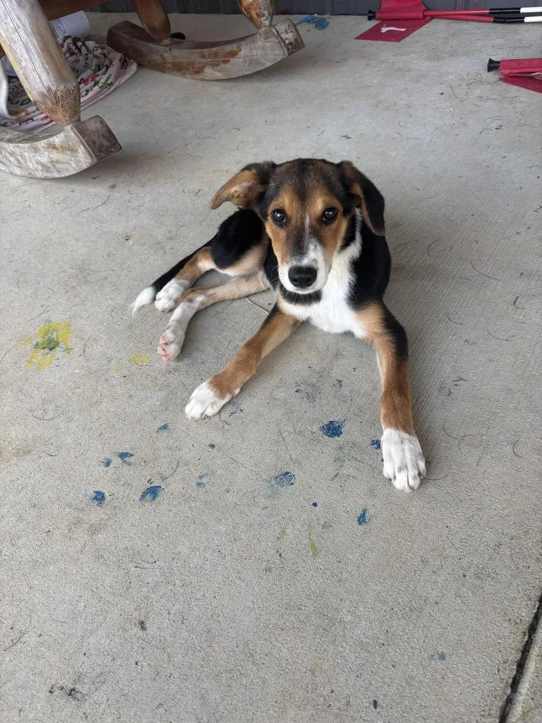 A baby large-sized male Hound dog named Alfonso for adoption in Lawrenceburg, TN