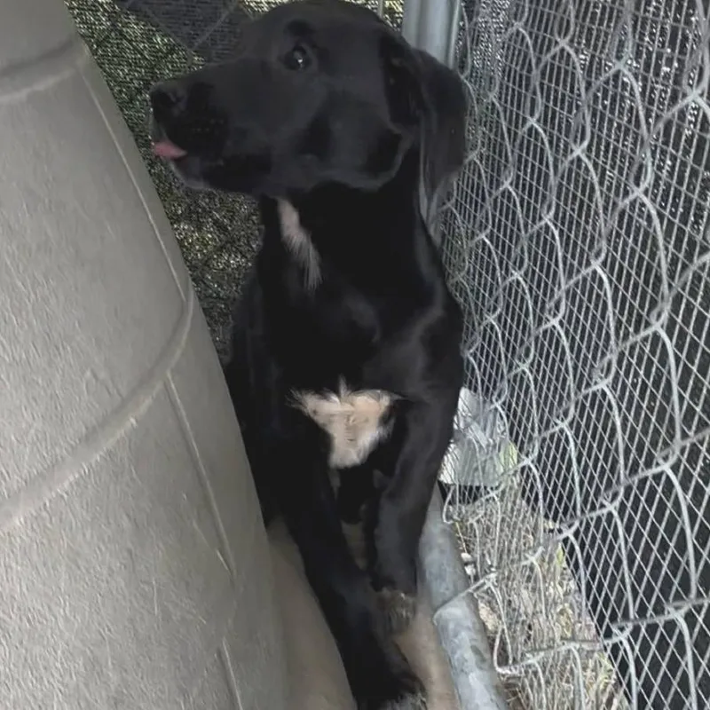 A baby medium-sized female Black Labrador Retriever dog named Sophia for adoption in Austin, TX