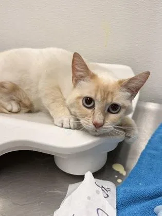 An adult small-sized female Domestic Short Hair cat named Charlie for adoption in West Chester, PA