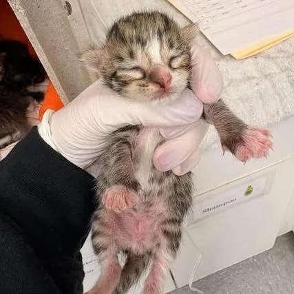 A baby small-sized male Brown / Chocolate Domestic Short Hair cat named JellyBean for adoption in Bastrop, TX