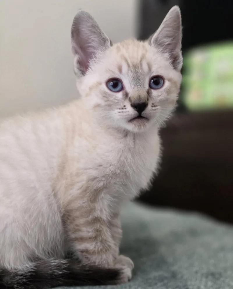 A young medium-sized female Siamese cat named Ms. Potatohead for adoption in Riverside, CA