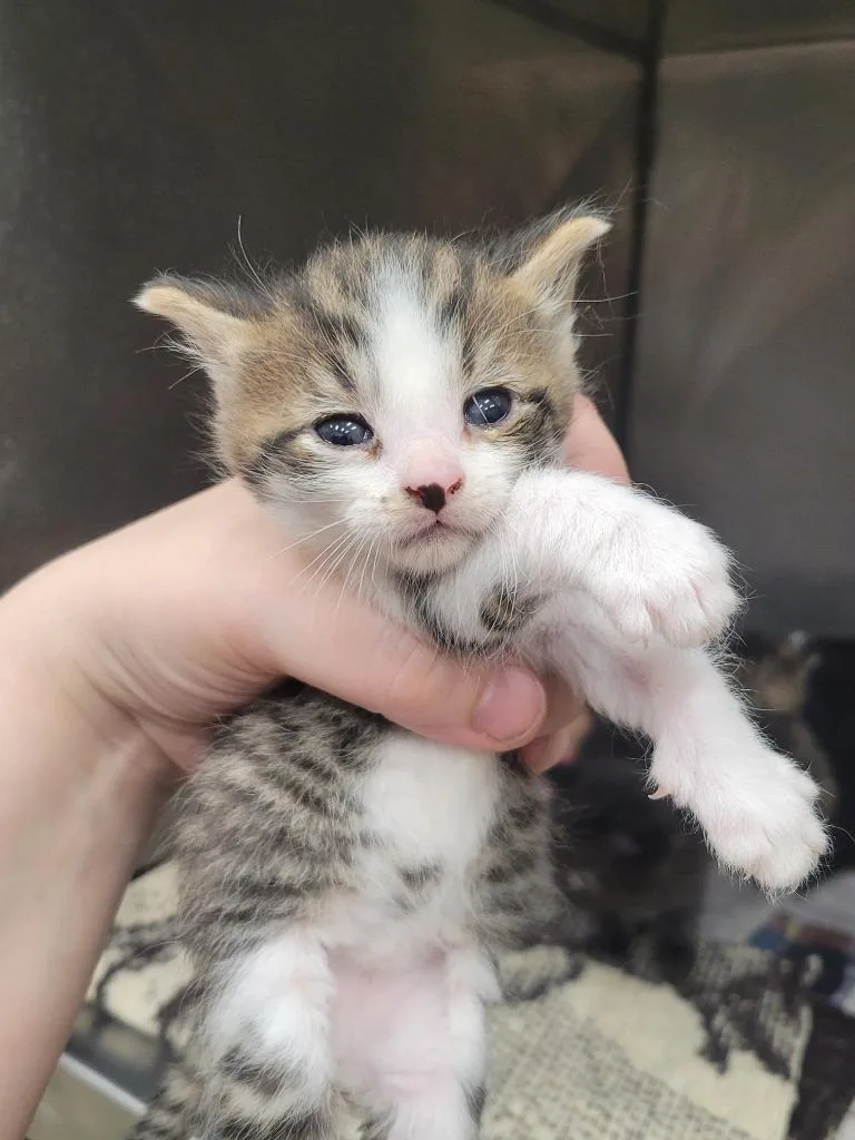 A baby small-sized male Domestic Short Hair cat named Edward Cullen for adoption in Angola, IN