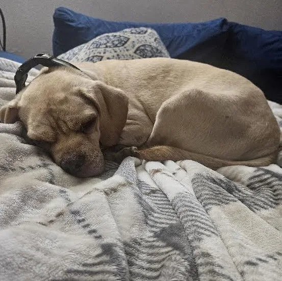 An adult medium-sized male Puggle dog named Monkey Bread for adoption in Springfield, MO