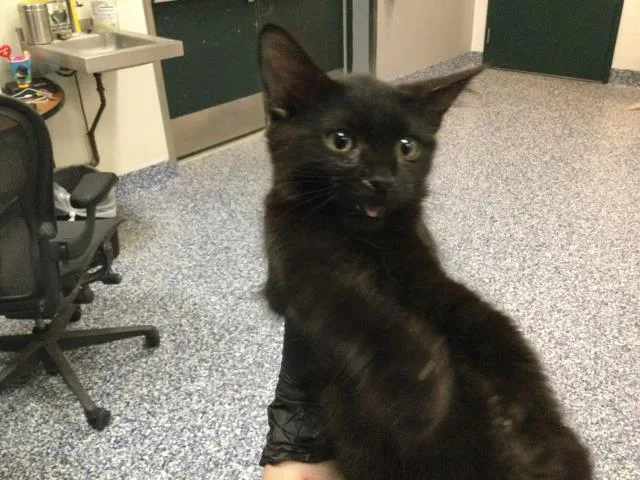 A baby small-sized male Domestic Short Hair cat named Cosmo for adoption in Thousand Palms, CA