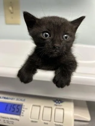A baby small-sized male Domestic Short Hair cat named Chipmunk for adoption in Largo, FL