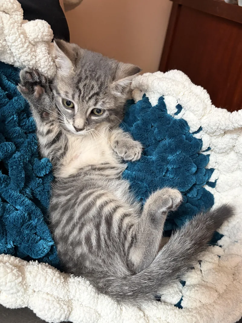 A baby medium-sized male Tabby (Gray / Blue / Silver) Domestic Short Hair cat named Vinny for adoption in Jersey City, NJ