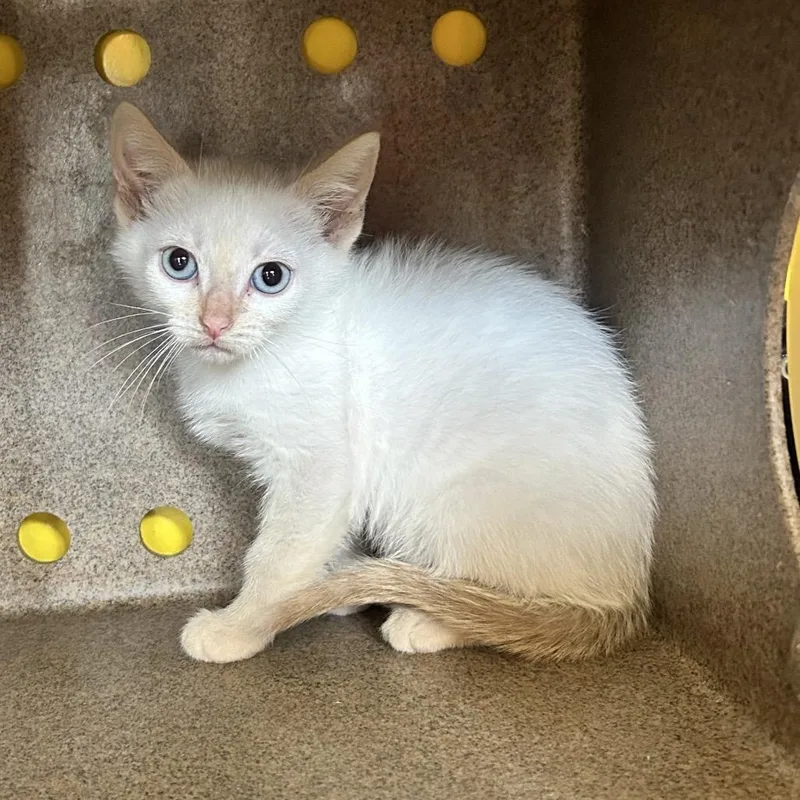 A baby small-sized male White Domestic Short Hair cat named Thing for adoption in Abilene, TX