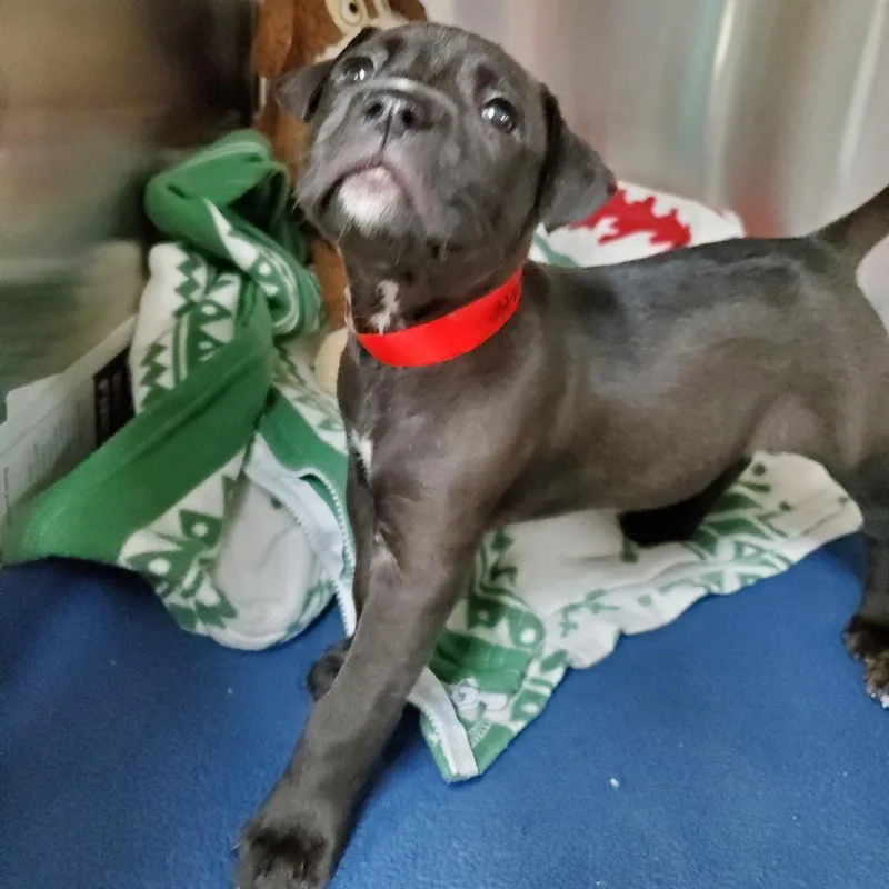 An adult large-sized female Gray / Blue / Silver Mixed Breed dog named Stella for adoption in Lakeland, FL