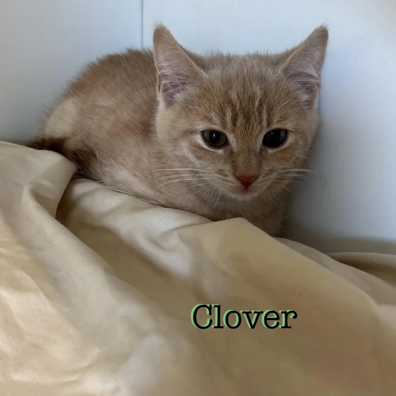 A young medium-sized male Domestic Short Hair cat named Clover for adoption in Spring Lake, NJ