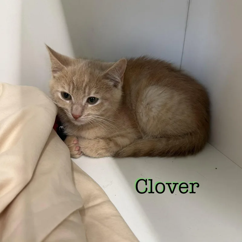 Clover thumbnail 2
