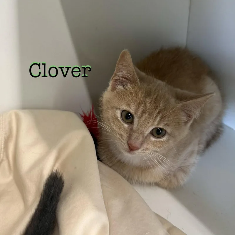 Clover thumbnail 3