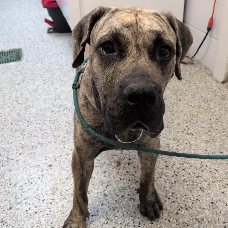 An adult large-sized male Yellow / Tan / Blond / Fawn Cane Corso dog named Big Dude for adoption in Hattiesburg, MS