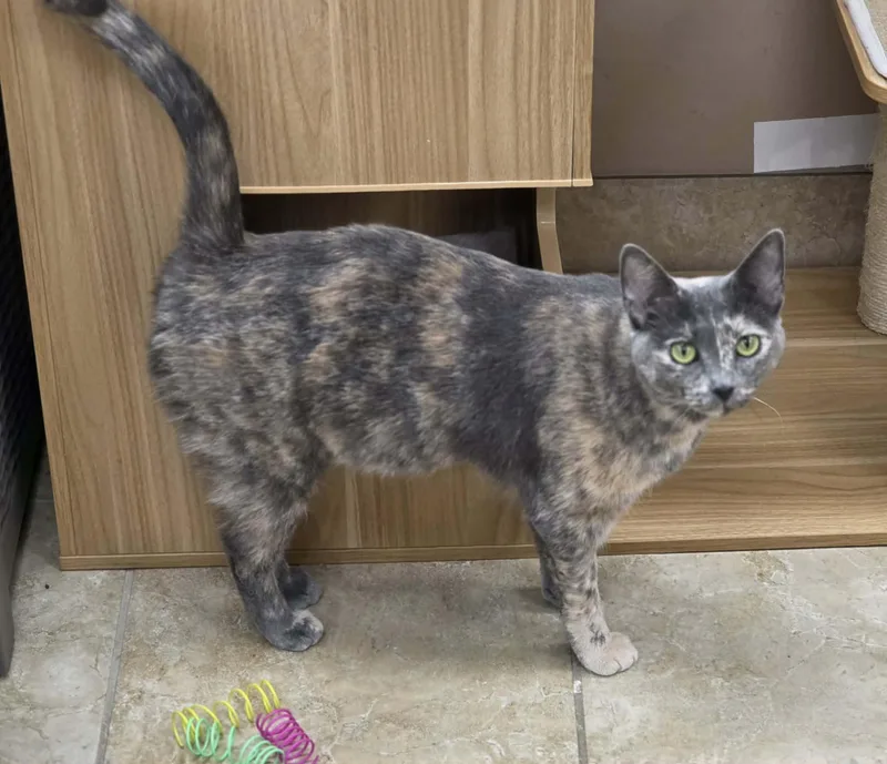 Truffles thumbnail 2