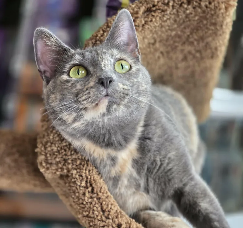 Truffles thumbnail 4