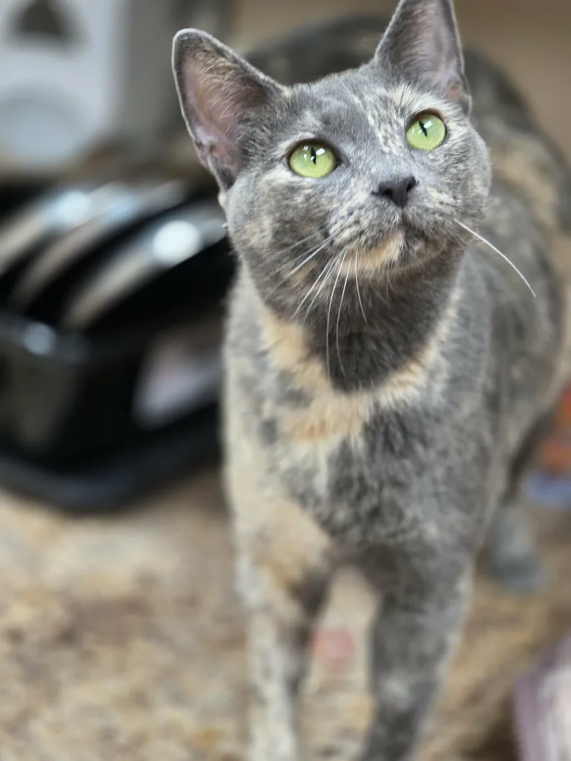 Truffles thumbnail 5