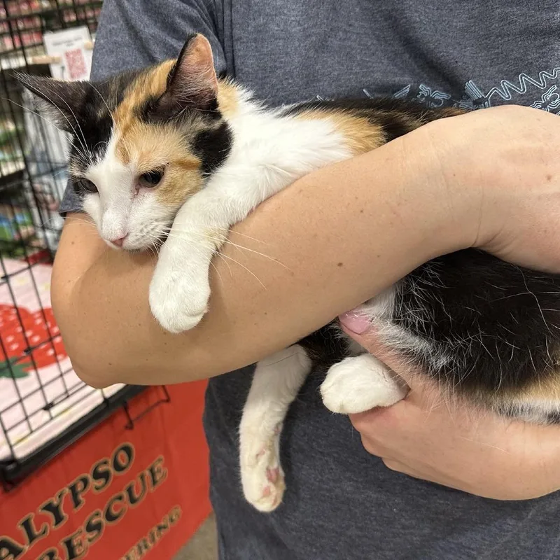 A young small-sized female Calico Domestic Short Hair cat named Callie for adoption in New Port Richey, FL