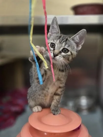 A baby small-sized female Domestic Short Hair cat named Hollister for adoption in Westland, MI