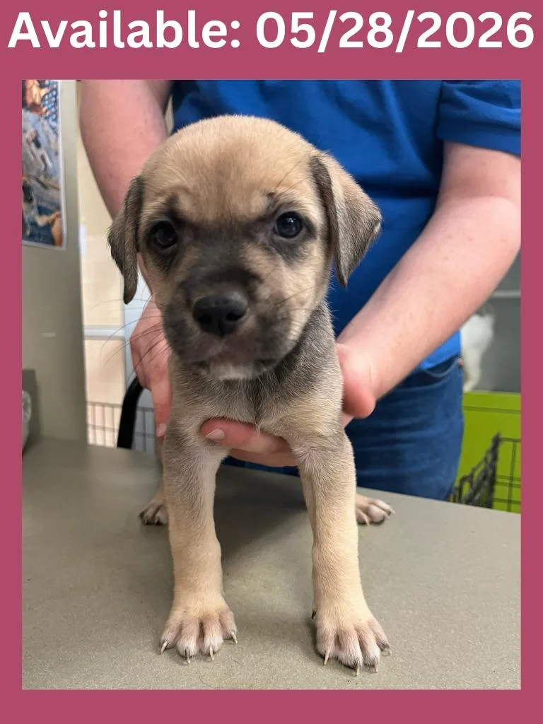 A baby medium-sized female Labrador Retriever dog named Dog Kennel for adoption in Greenville, TX