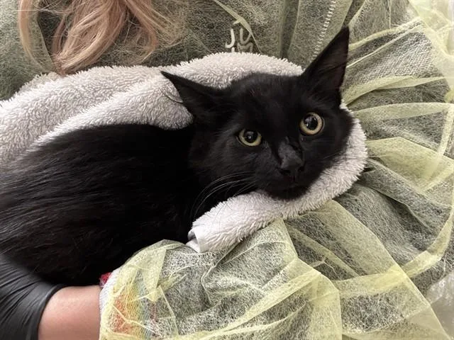 A baby small-sized male Domestic Long Hair cat named Homer for adoption in Pueblo, CO