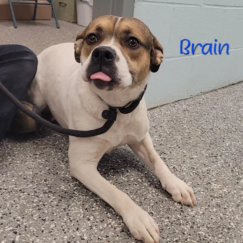 An adult medium-sized female White / Cream Pit Bull Terrier dog named Brain for adoption in Parkersburg, WV