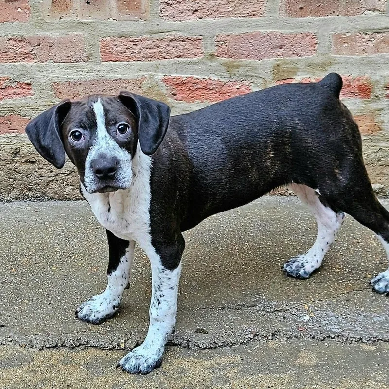 A baby medium-sized male Brindle Boston Terrier dog named Colby for adoption in Chicago, IL