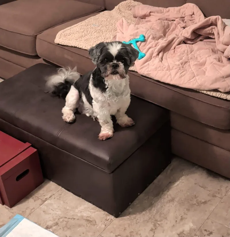 A senior small-sized female Bicolor Shih Tzu dog named Sophia for adoption in Toledo, OH