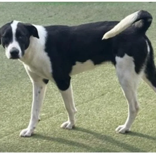 Charlotte thumbnail 2