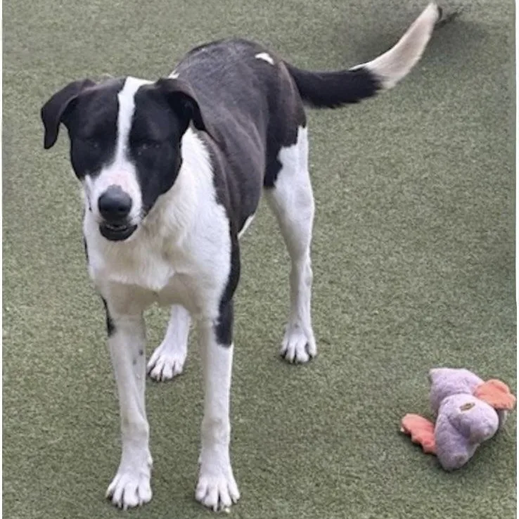 A young medium-sized female Labrador Retriever dog named Charlotte for adoption in Houston, TX